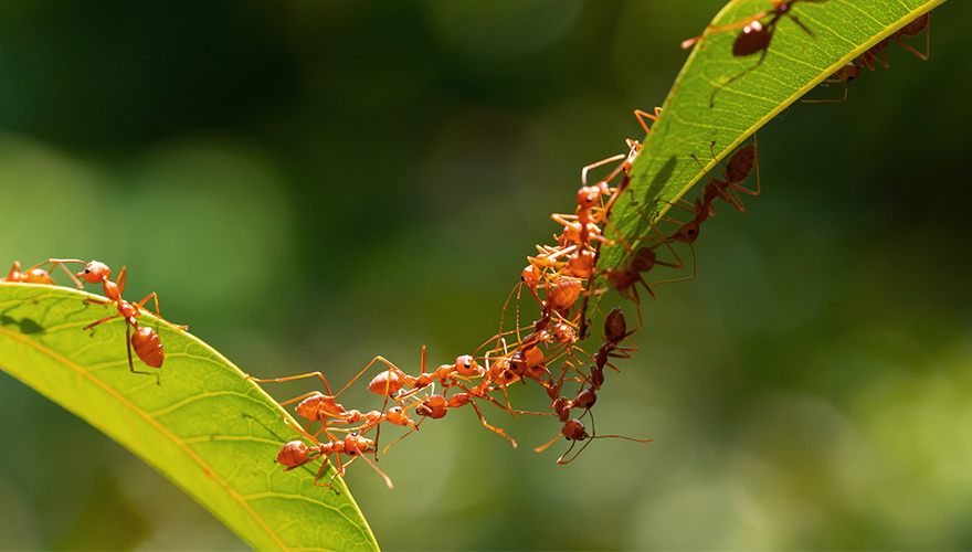 Close-up photo of a group of ants helping each other move to a new leaf