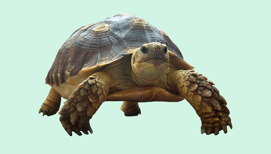 Picture of a turtle on a light mint background