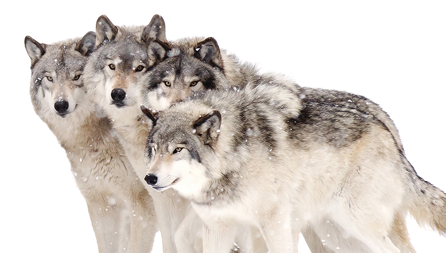 Illustrated sketch of a pack of wolves