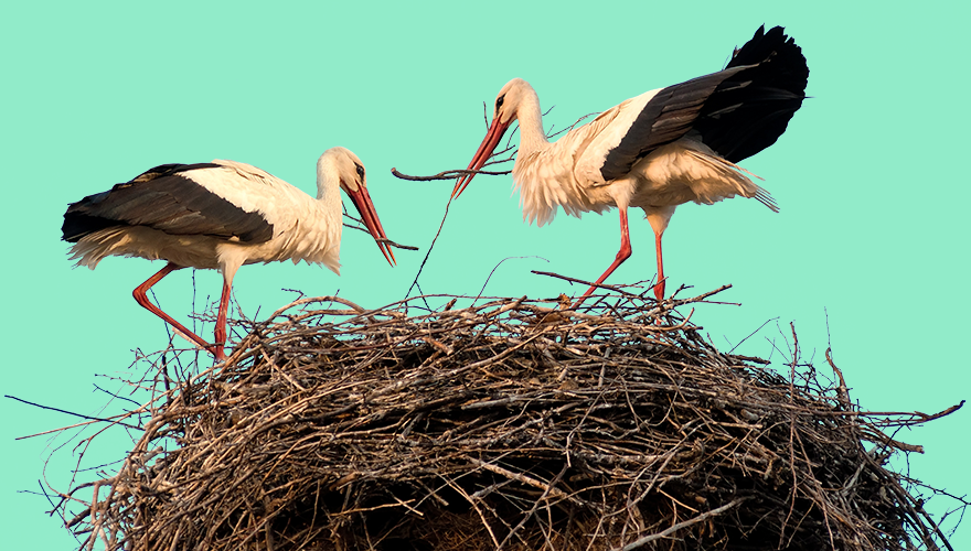 Two birds building a nest