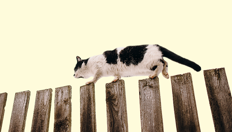 Cat crouched walking along fence posts