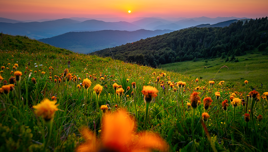 Field of flowers with a mountainscape in the background